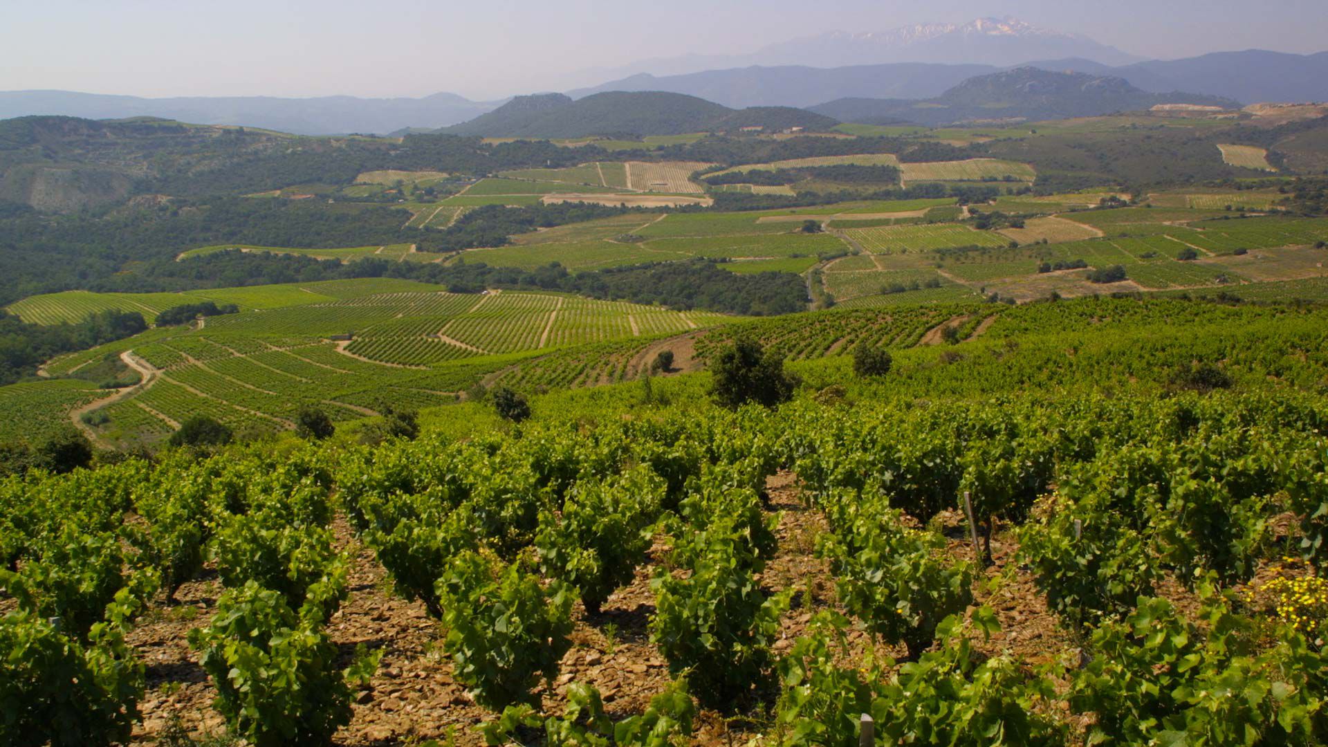 Maury AOP - le terroir