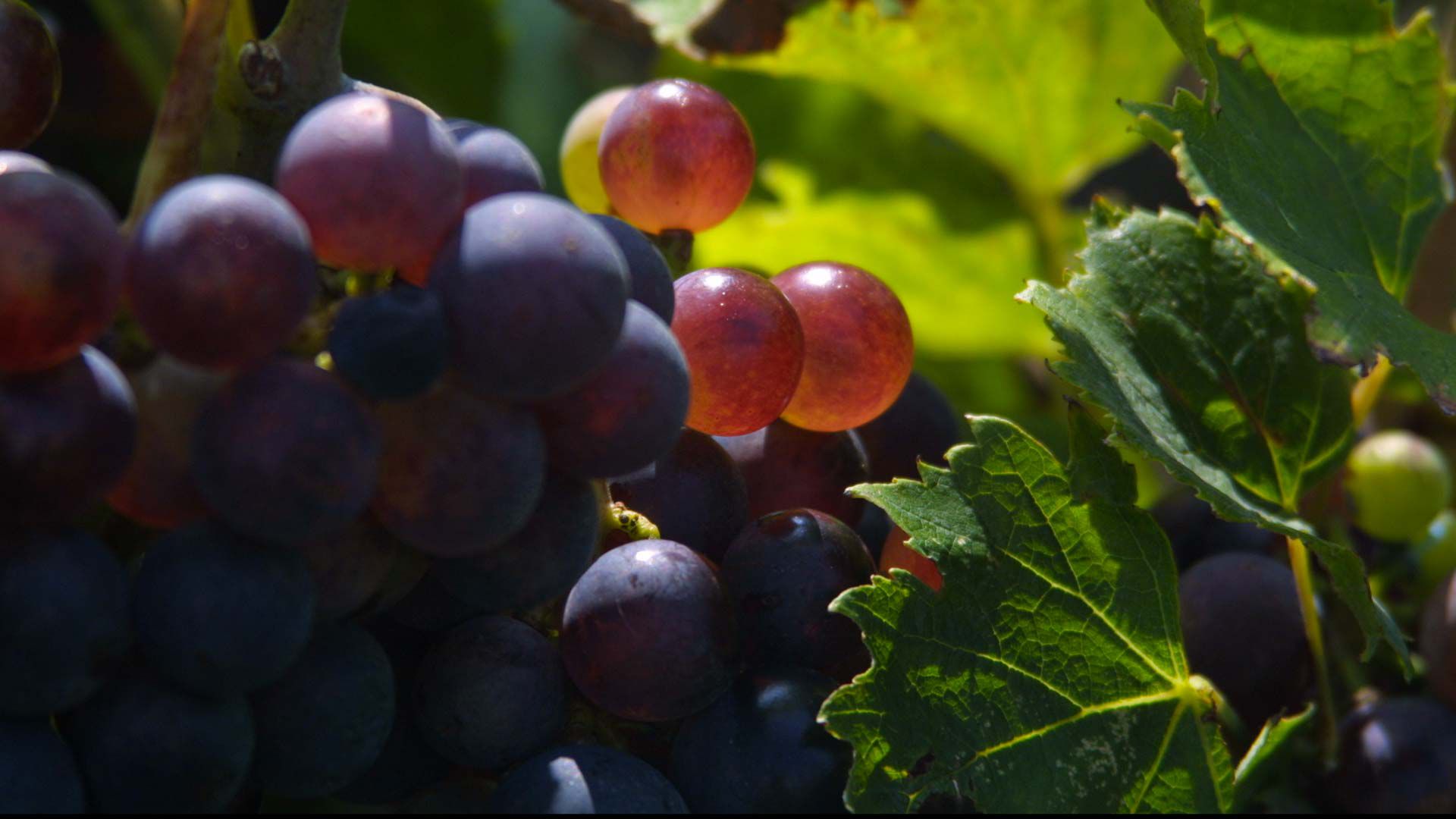 Les cépages du vin doux naturel Maury AOP
