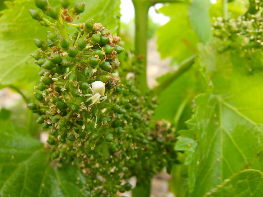 Fleur de vigne et Araignée Maury AOP