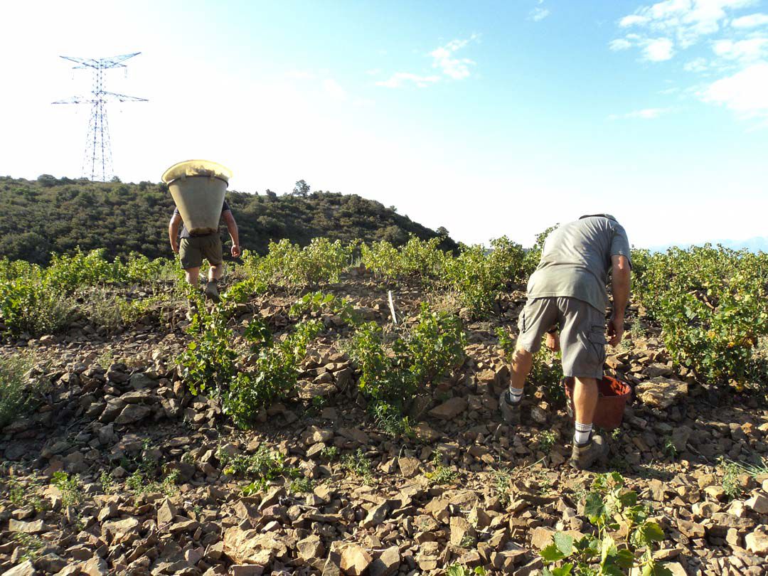 Porteur pendant les Vendanges sur le terroir de Maury