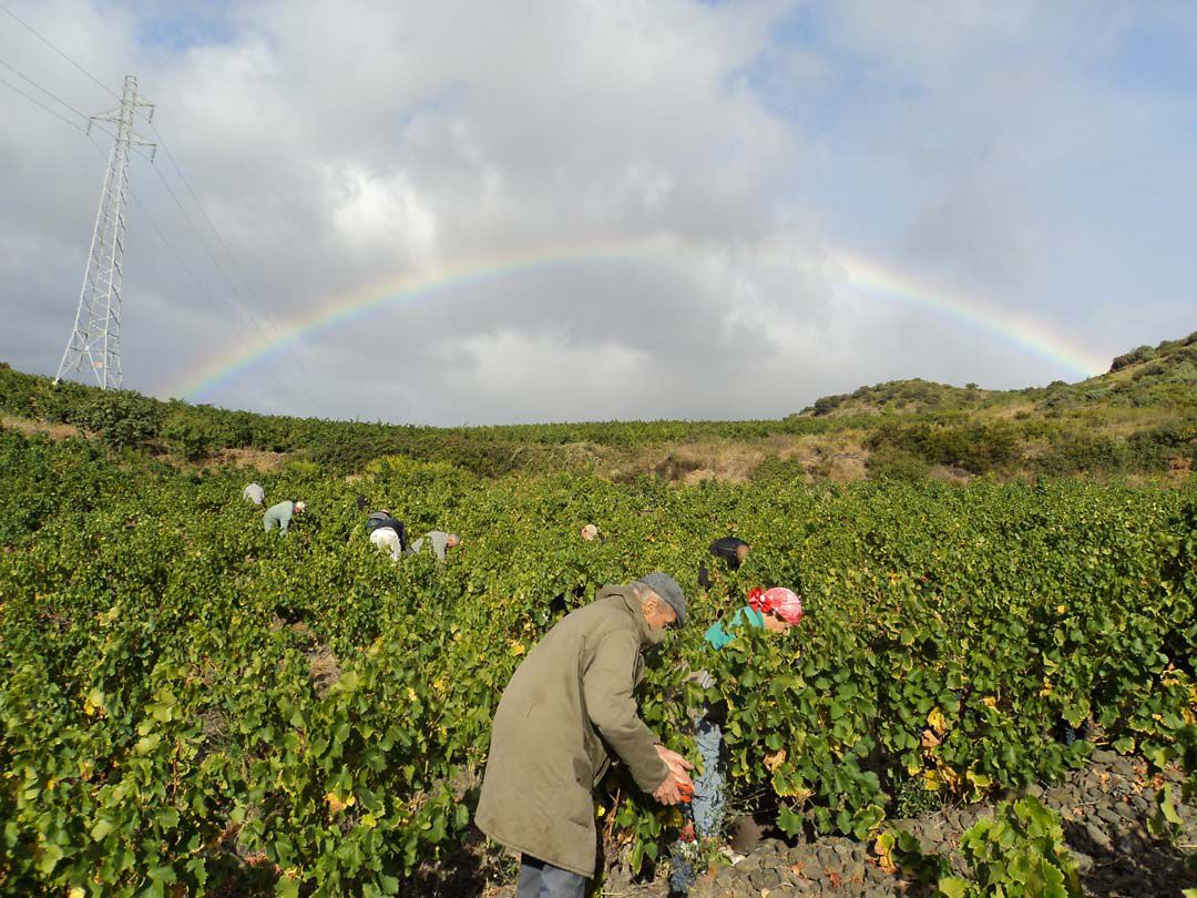 Maury AOP - Arc en ciel et vendanges